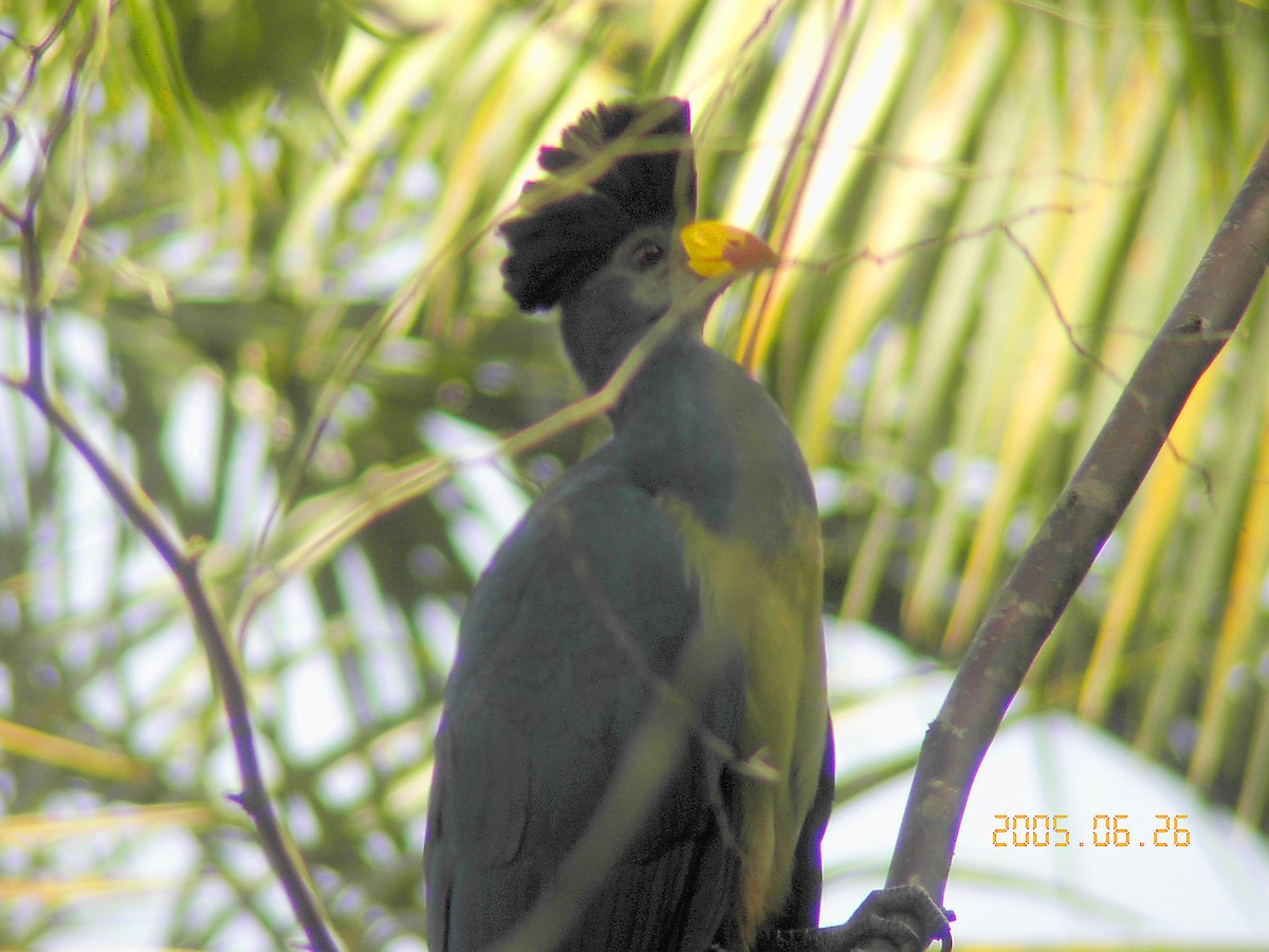 Great Blue Turaco - ML638623420
