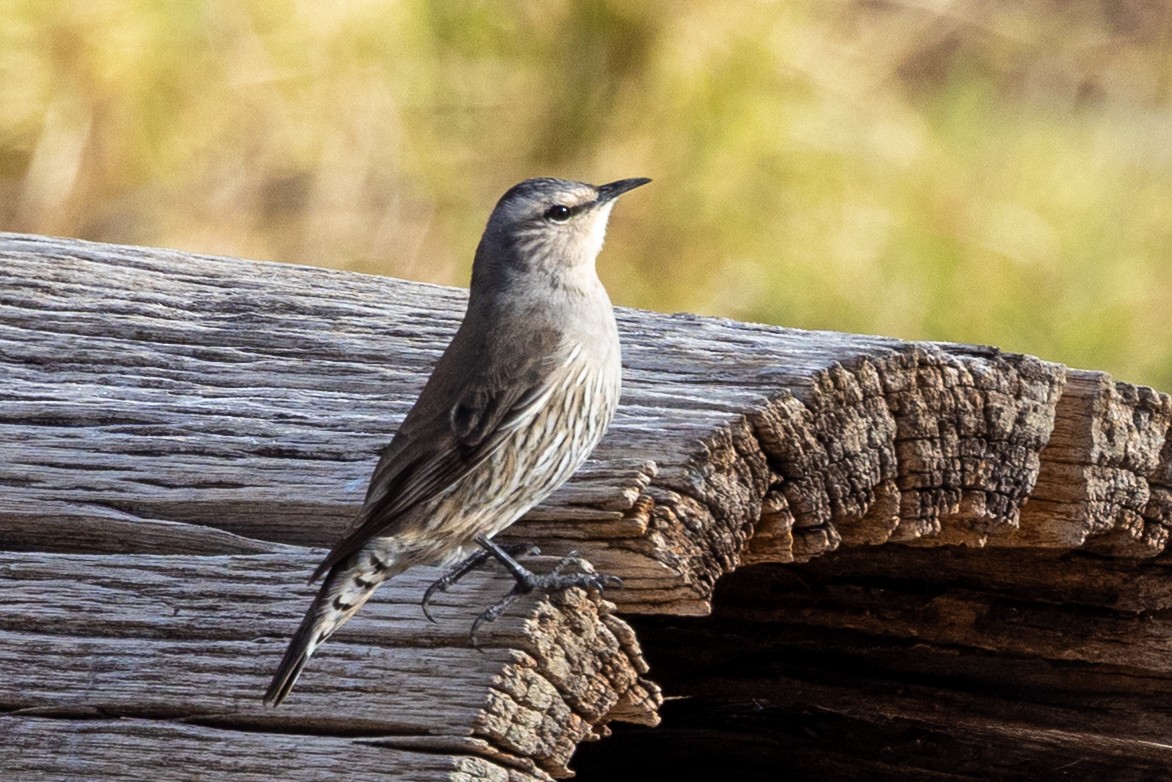 Brown Treecreeper - ML638623421