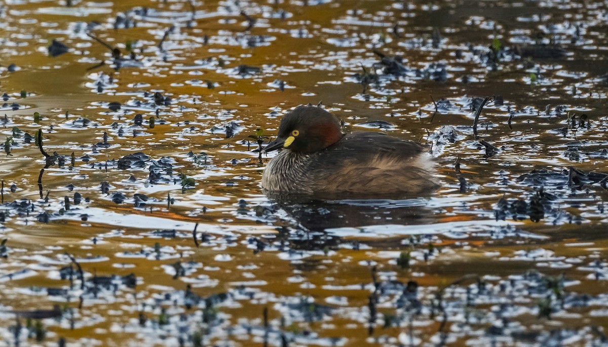 Australasian Grebe - ML638623423