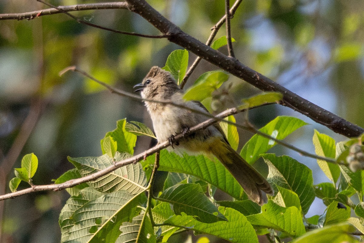 Flavescent Bulbul - ML638623425