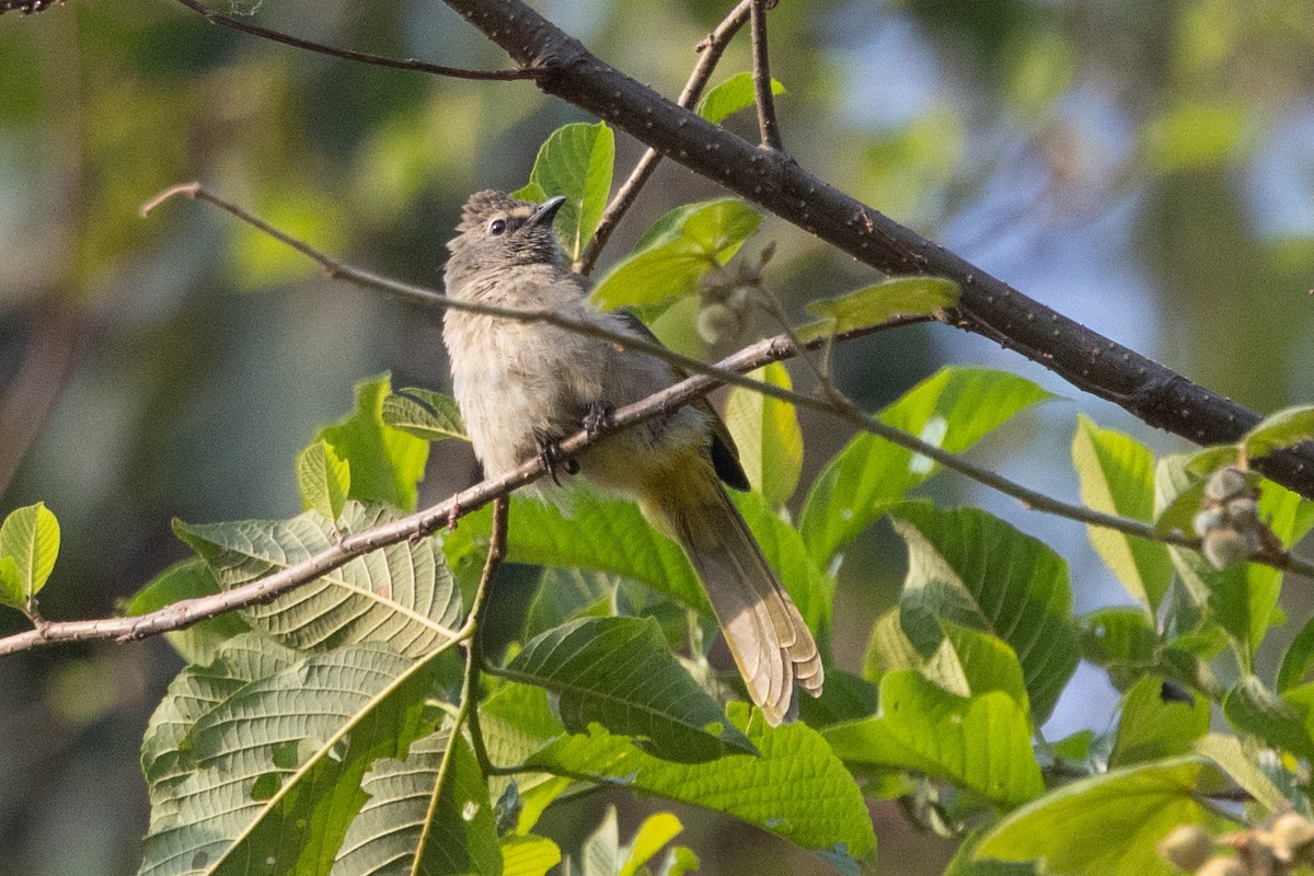 Flavescent Bulbul - ML638623426