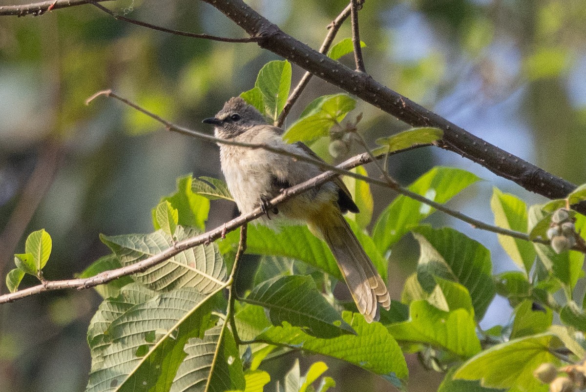 Flavescent Bulbul - ML638623427