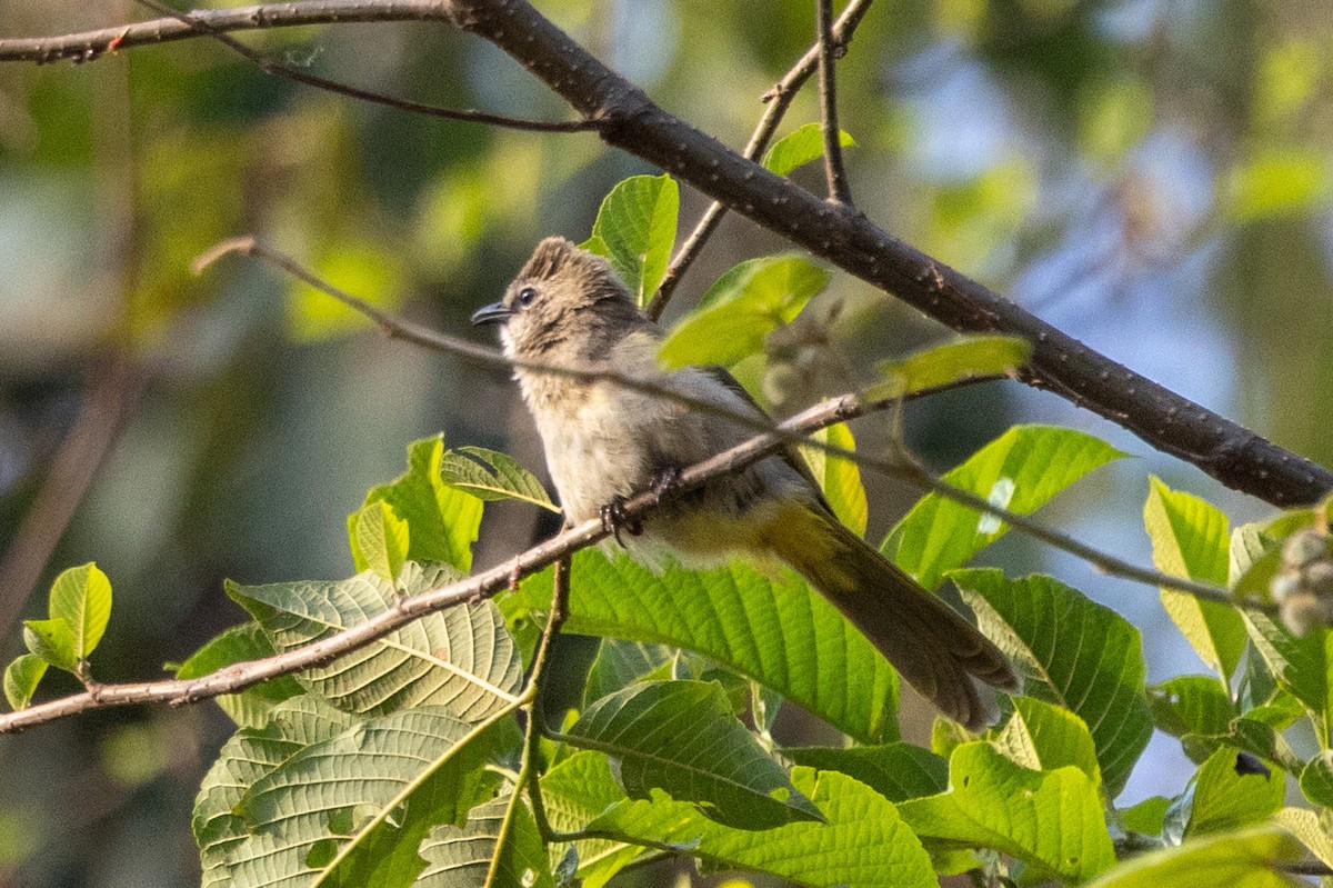 Flavescent Bulbul - ML638623428