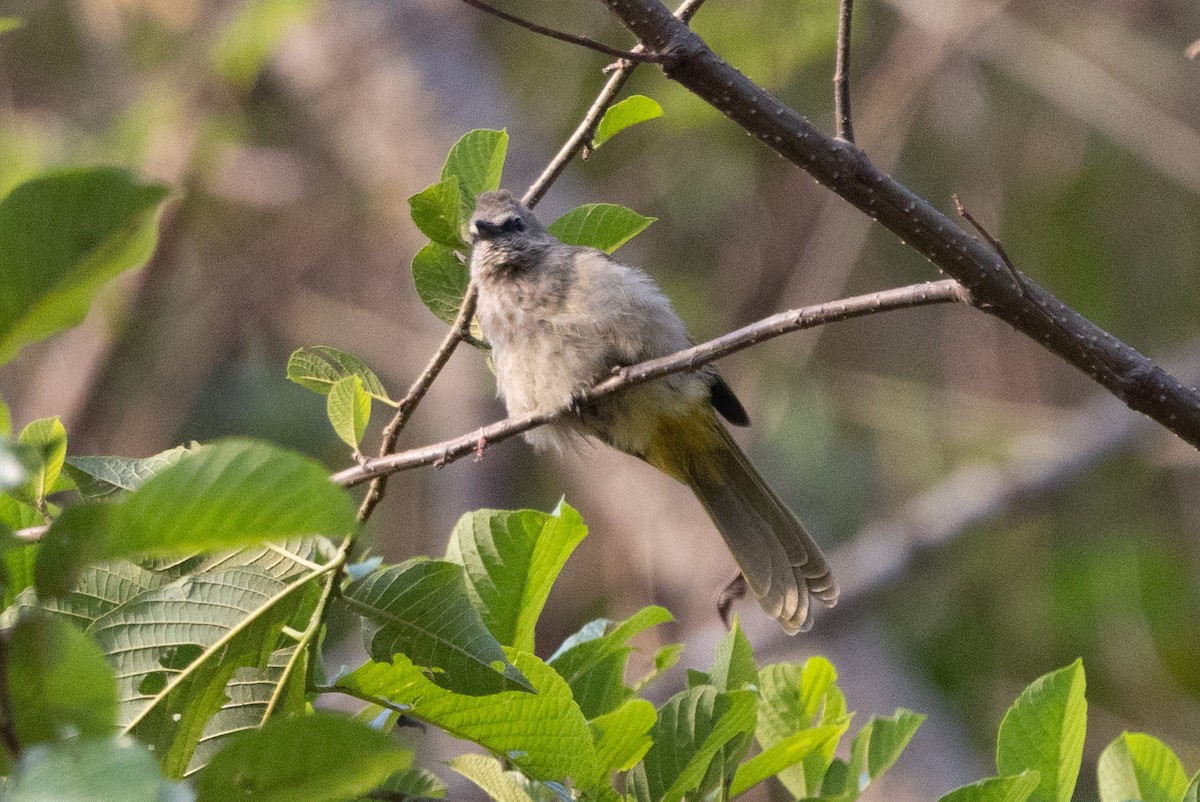 Flavescent Bulbul - ML638623429
