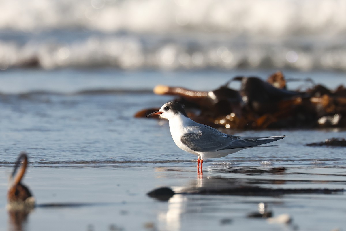 Arctic Tern - ML638623440