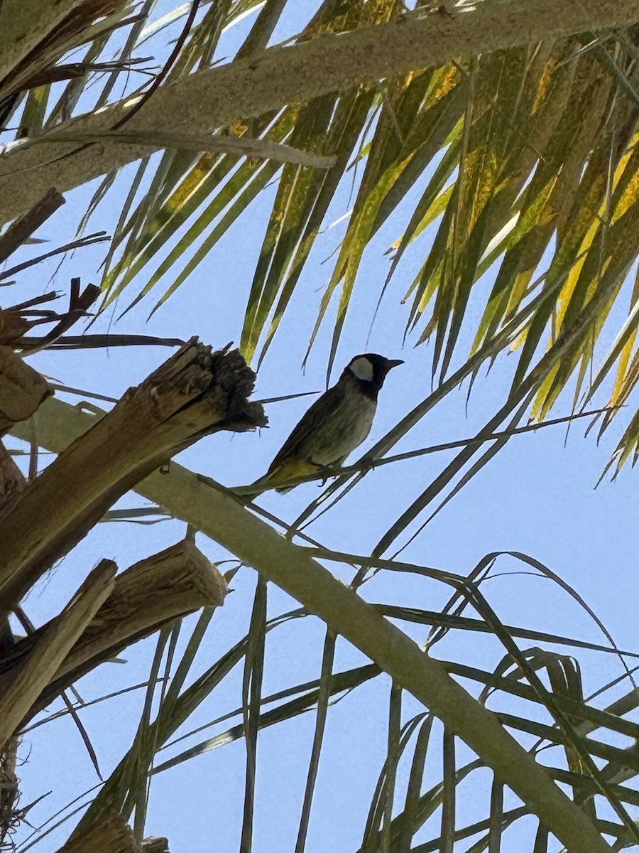 White-eared Bulbul - ML638623446