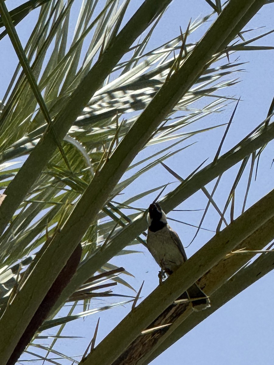 White-eared Bulbul - ML638623447