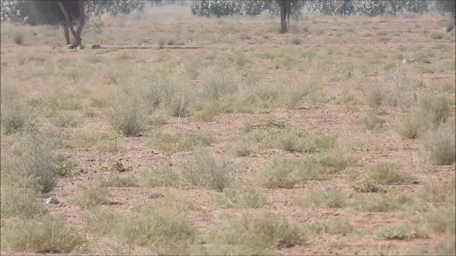 Chestnut-bellied Sandgrouse - ML638623454