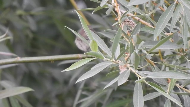 Mountain Chiffchaff - ML638623455