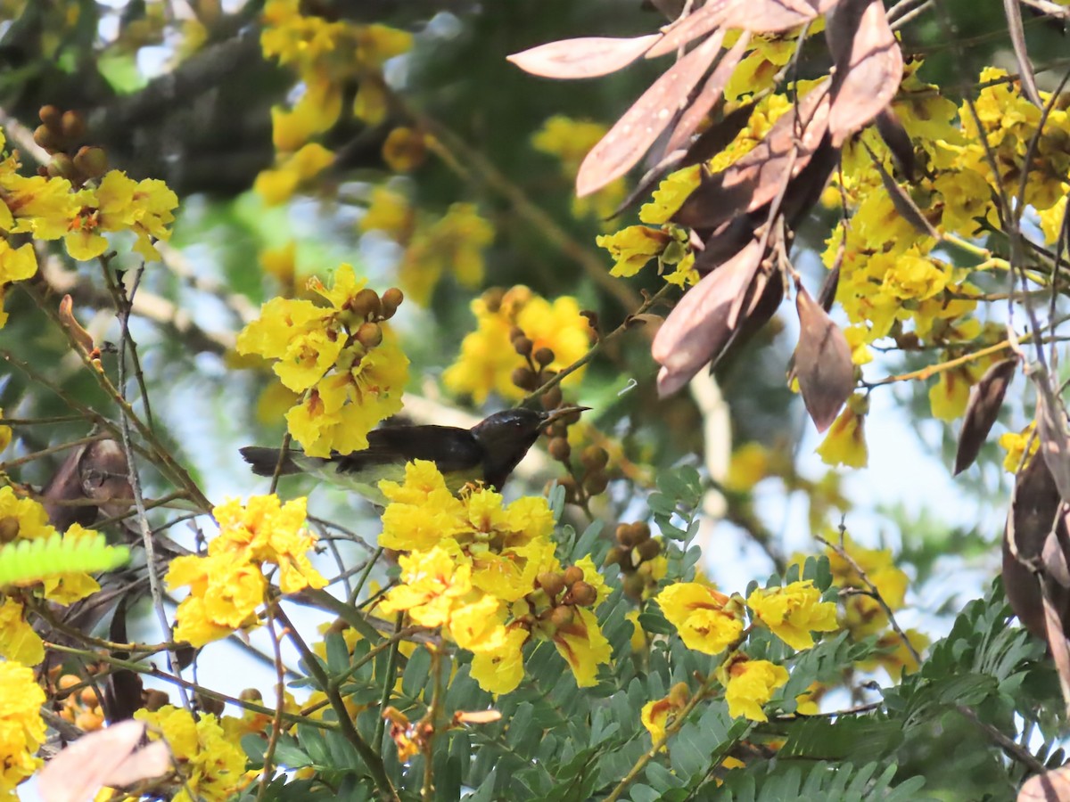 Ornate Sunbird - ML638623459