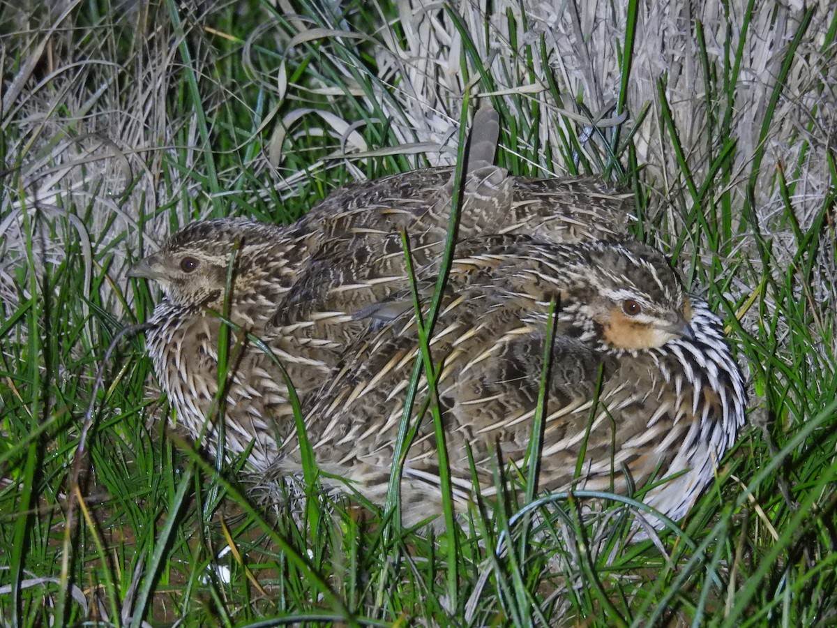 Stubble Quail - ML638623471