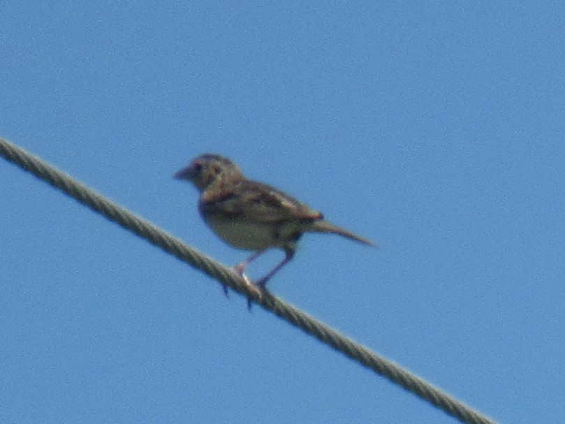 Grasshopper Sparrow - ML638623487