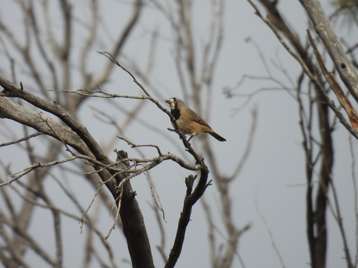 Crested Bellbird - ML638623515