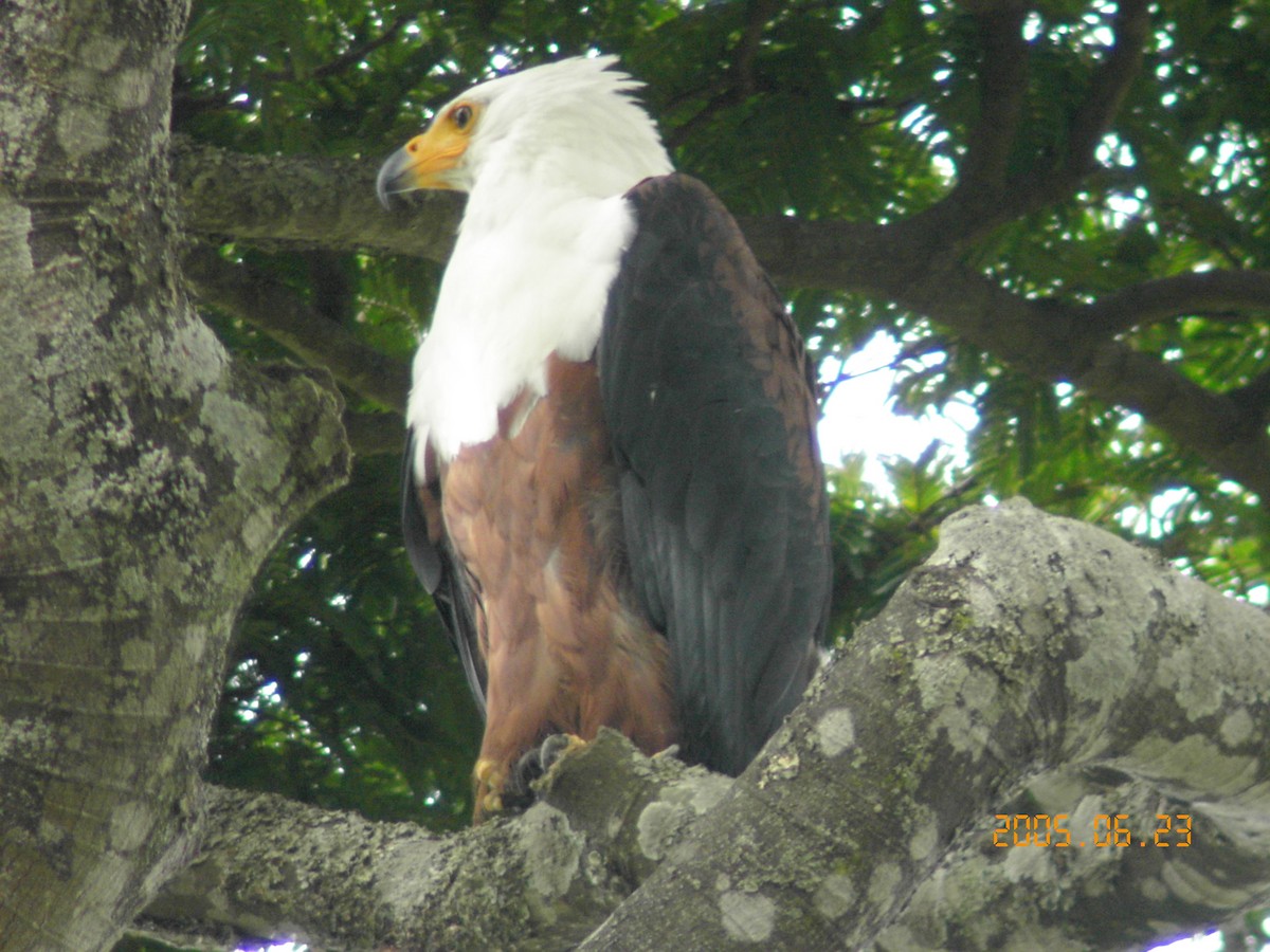 African Fish-Eagle - ML638623520