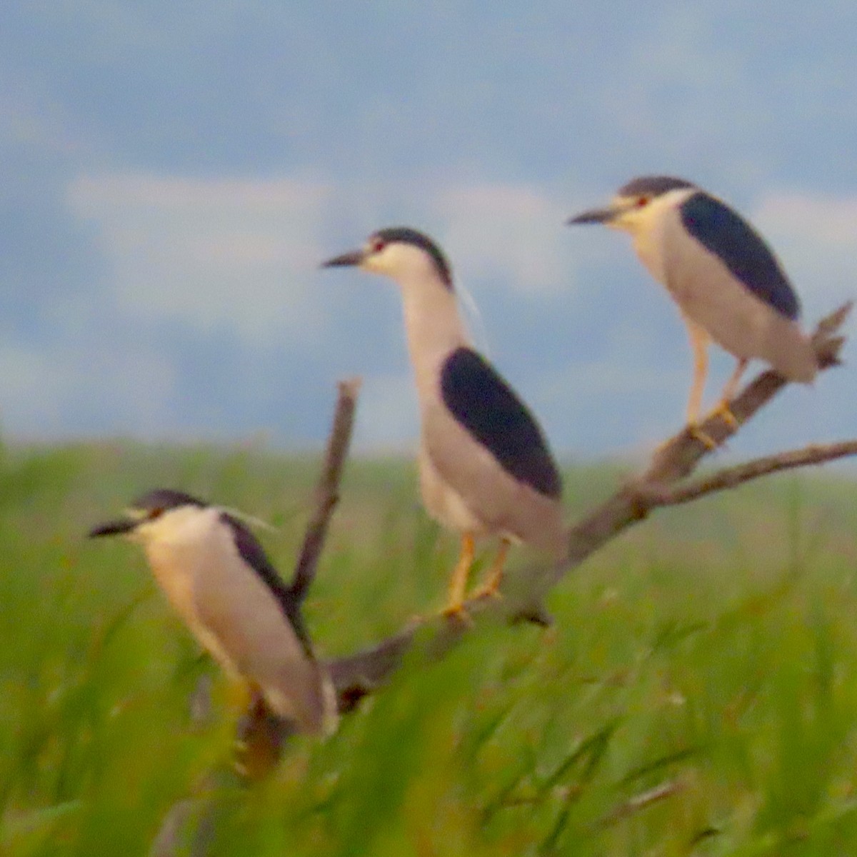 Black-crowned Night Heron - ML638623525