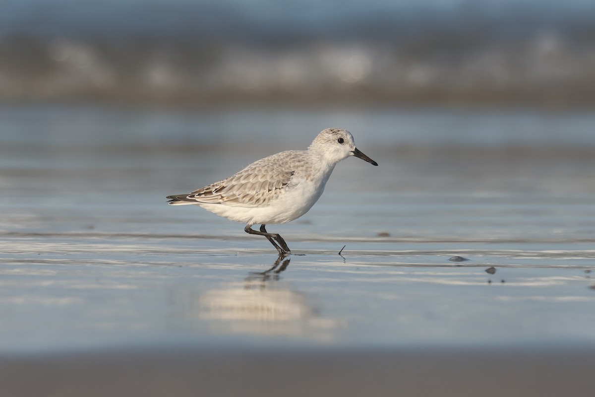 Sanderling - ML638623530