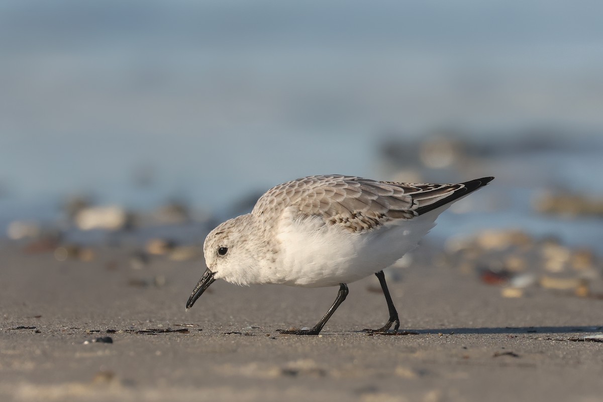 Sanderling - ML638623531