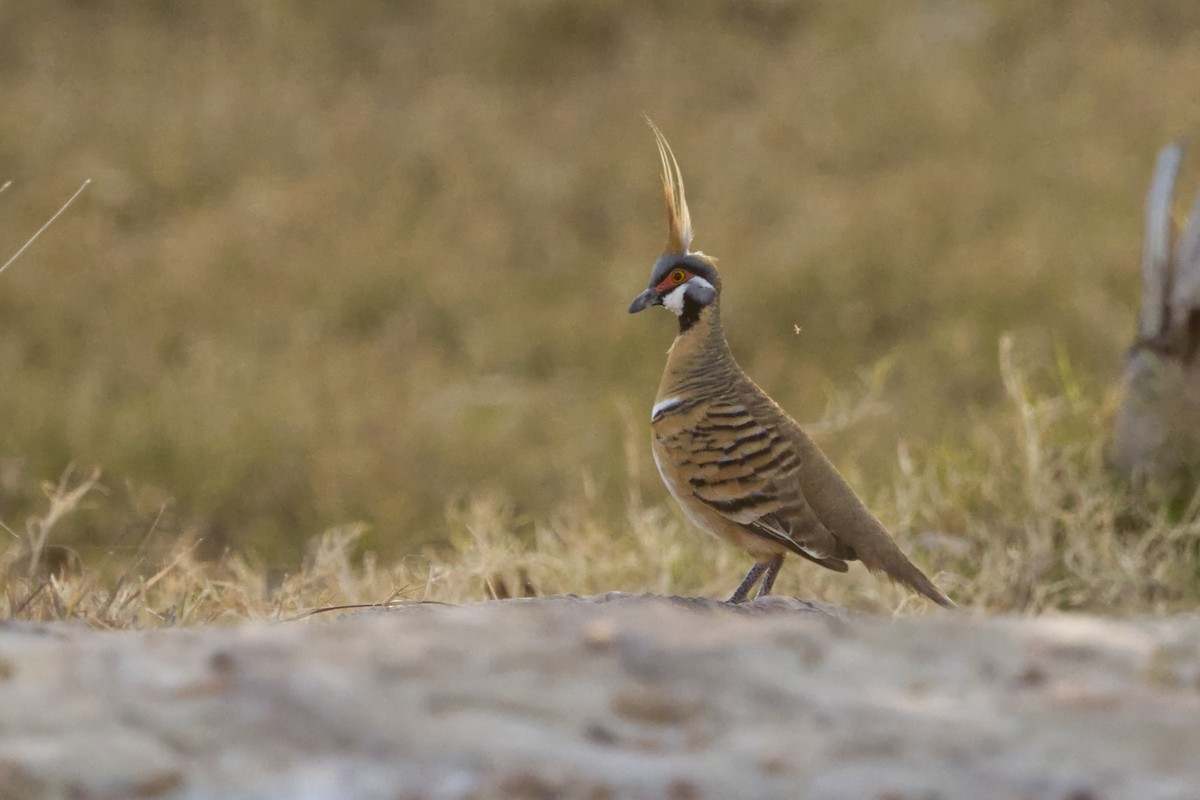 Spinifex Pigeon - ML638623534