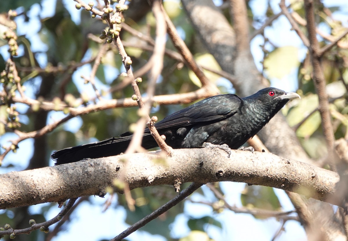 Asian Koel - ML638623542