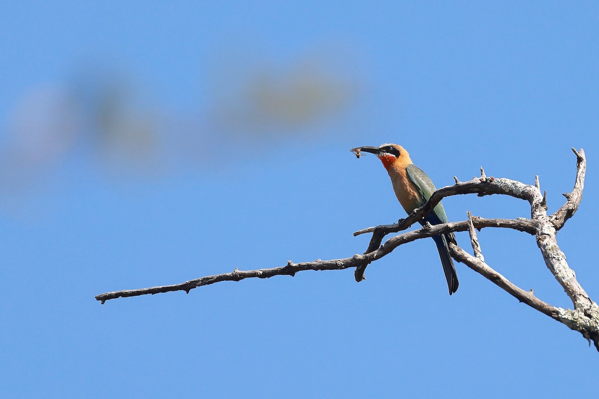 White-fronted Bee-eater - ML638623543