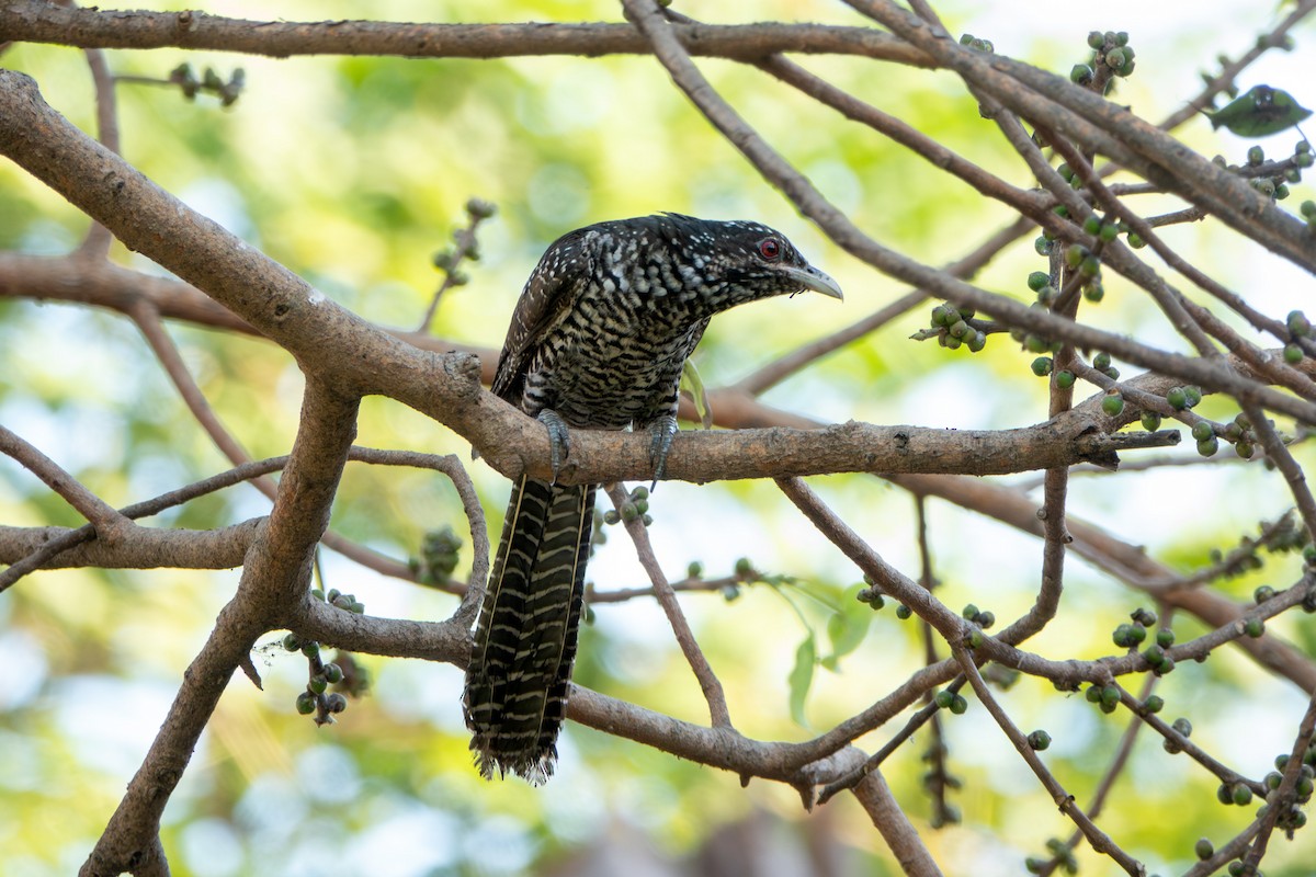 Asian Koel - ML638623545