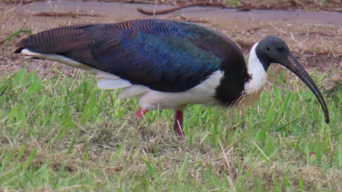 Straw-necked Ibis - ML638623549