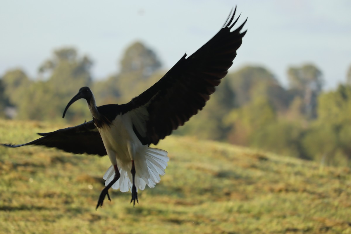 Straw-necked Ibis - ML638623550