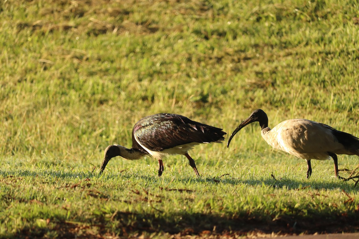 Straw-necked Ibis - ML638623552