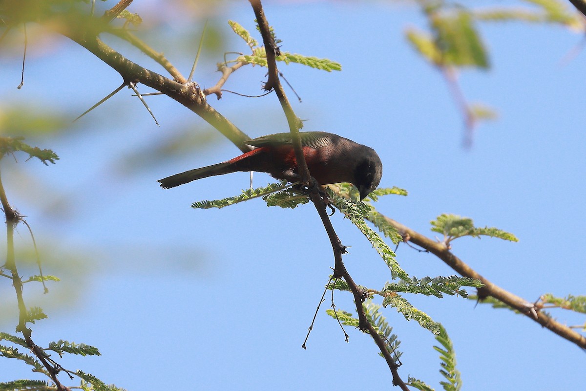Black-faced Waxbill - ML638623554