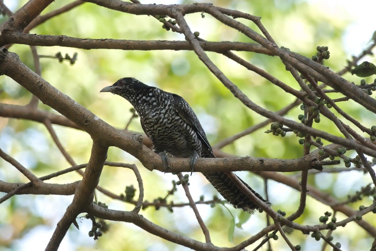Asian Koel - ML638623555