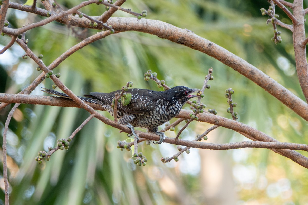 Asian Koel - ML638623556