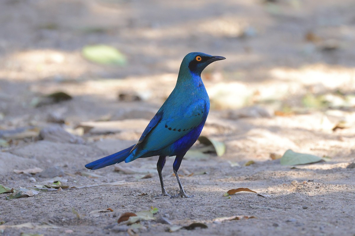 Greater Blue-eared Starling - ML638623557