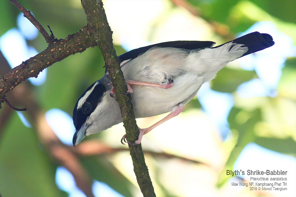 White-browed Shrike-Babbler - ML638623564