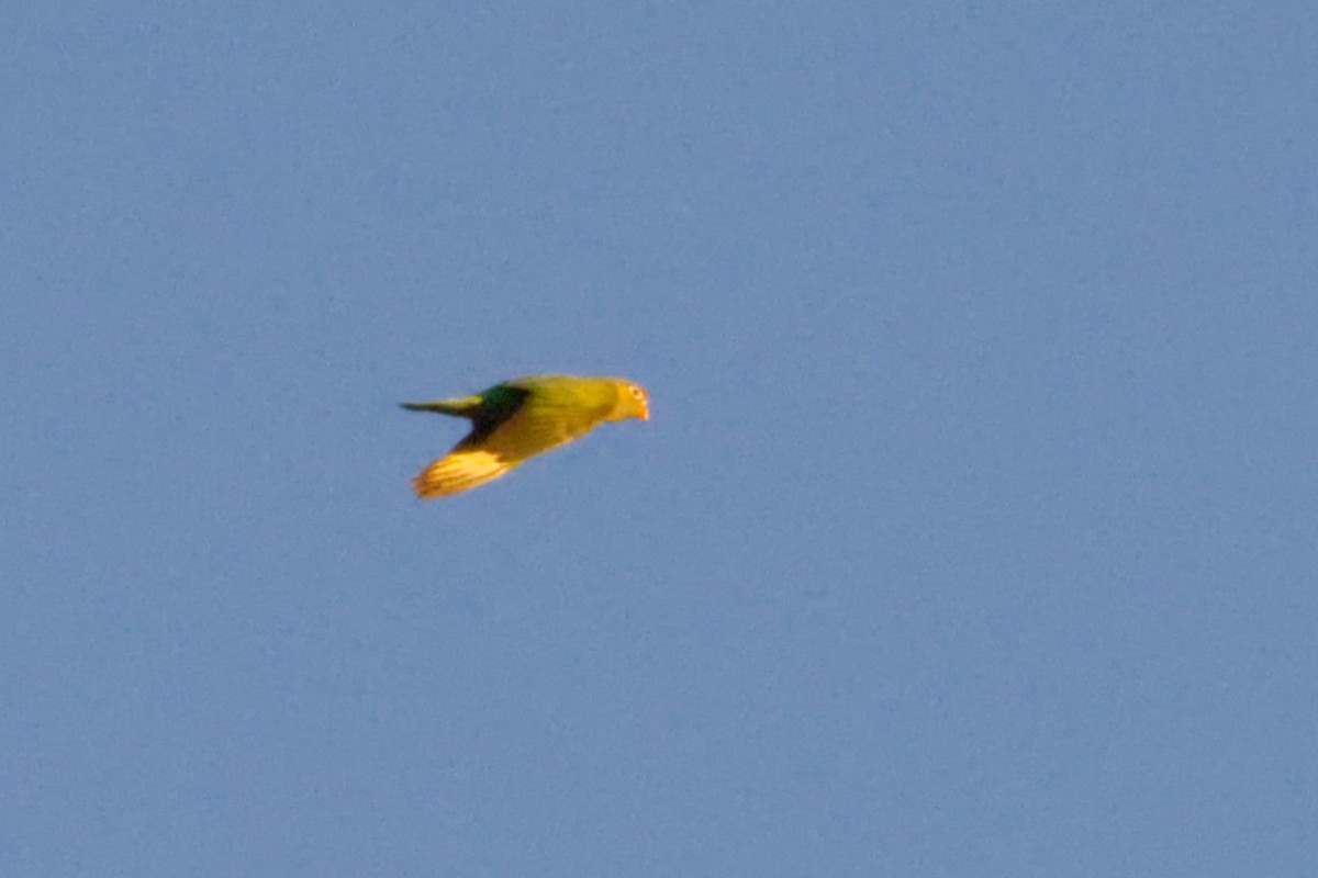 Varied Lorikeet - ML638623566