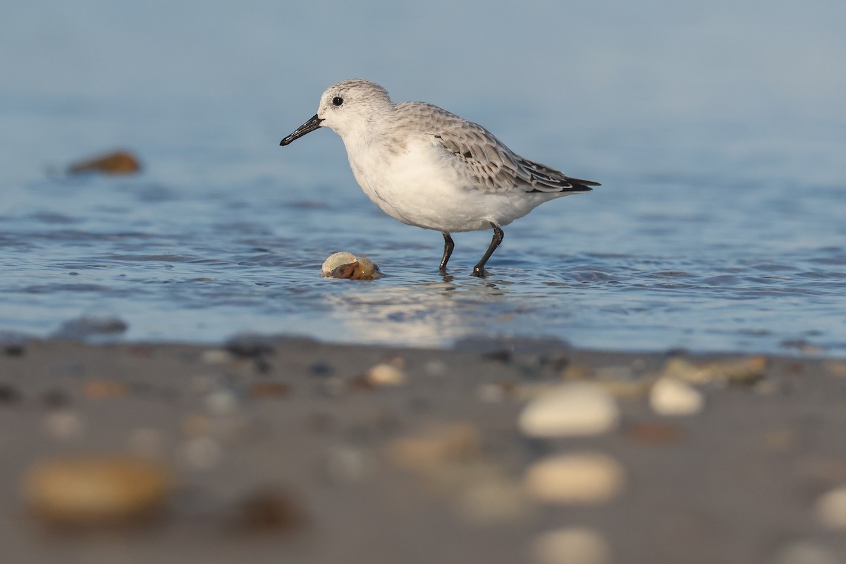 Sanderling - ML638623567