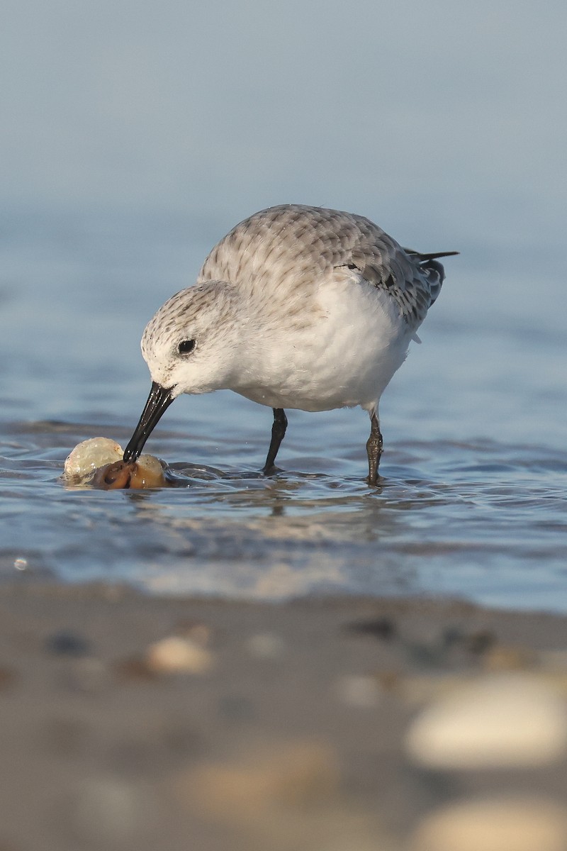 Sanderling - ML638623568