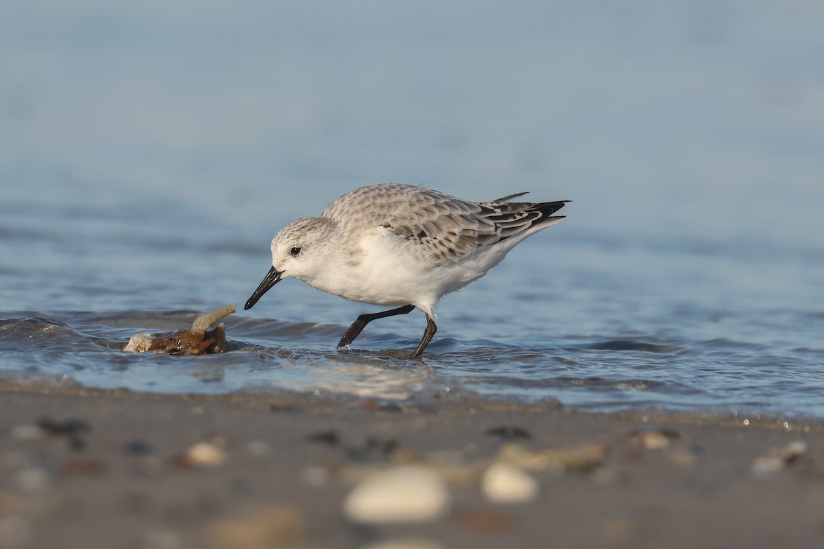 Sanderling - ML638623569