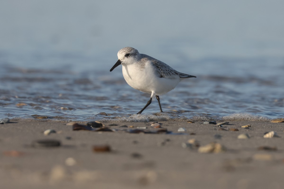 Sanderling - ML638623570