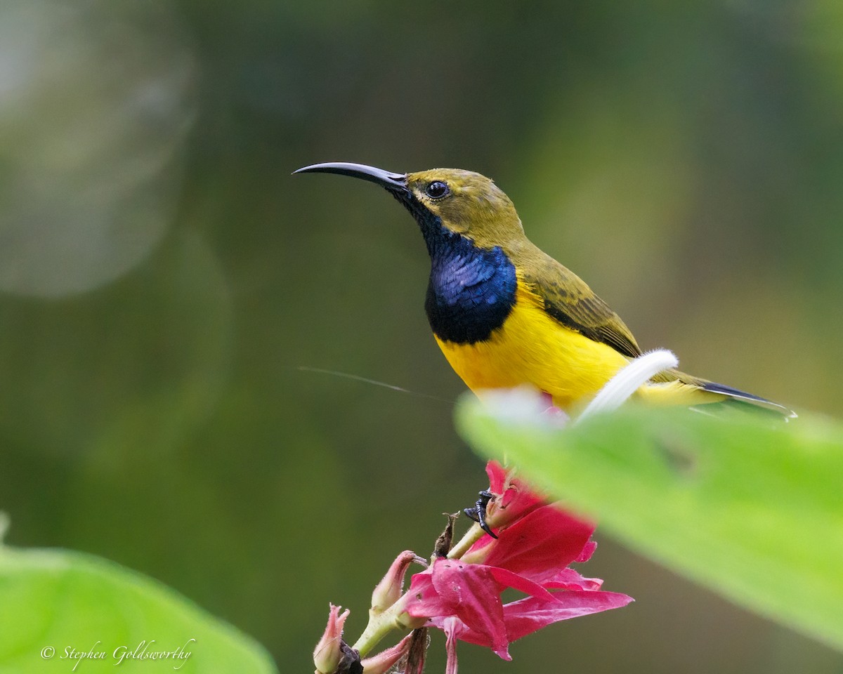 Sahul Sunbird - ML638623639