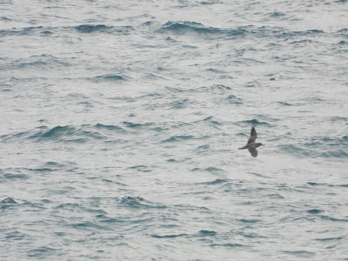 Scopoli's Shearwater - ML638623645