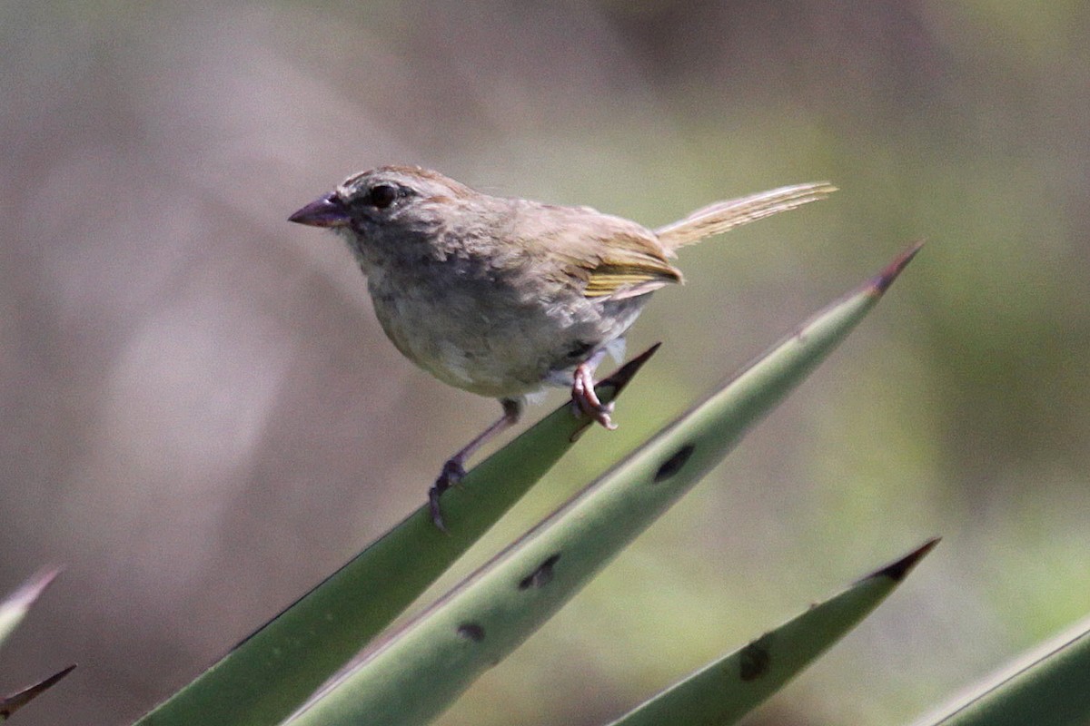 Olive Sparrow - ML638623728