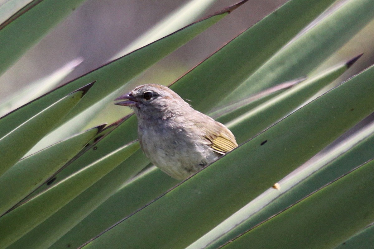 Olive Sparrow - ML638623729