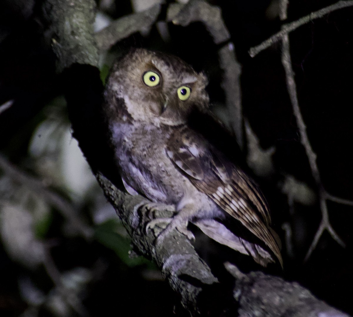 Mountain Scops-Owl - ML638623730