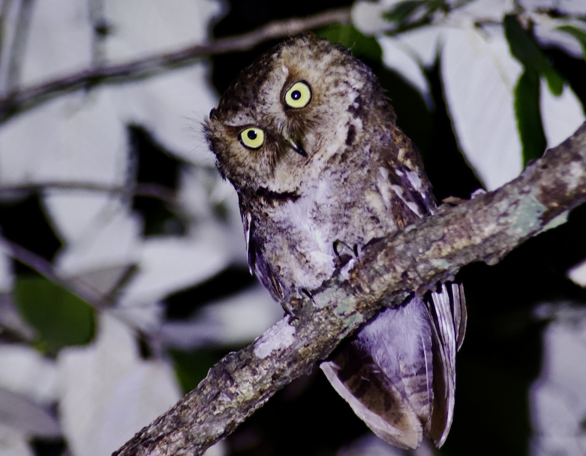 Mountain Scops-Owl - ML638623733