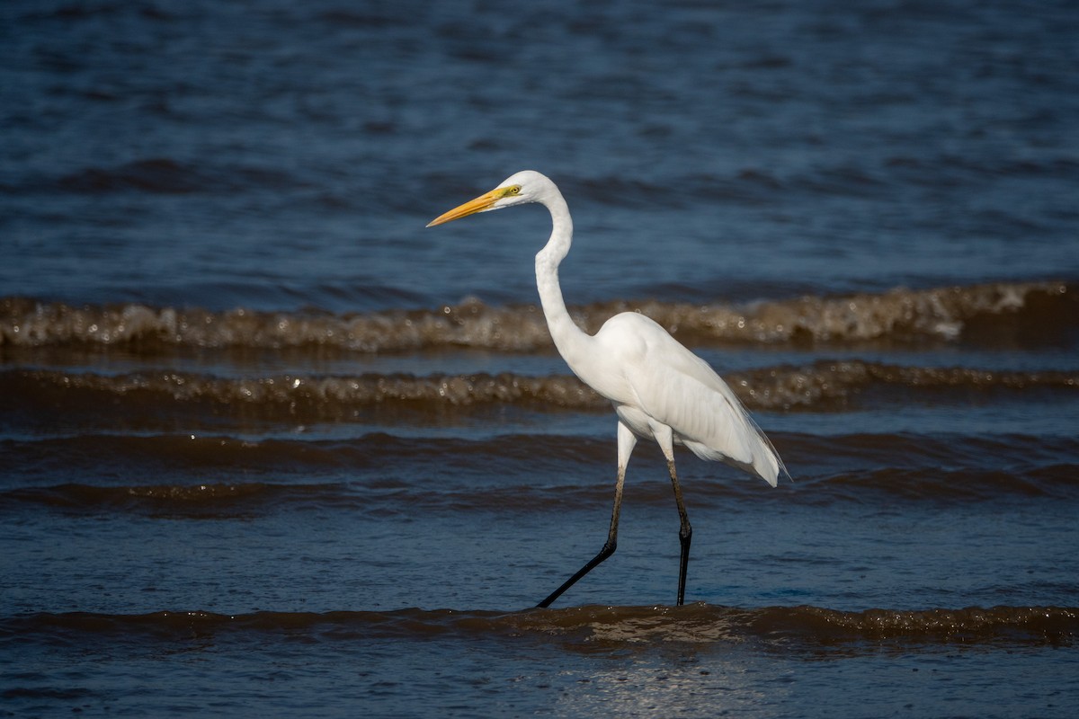 Great Egret - ML638623772