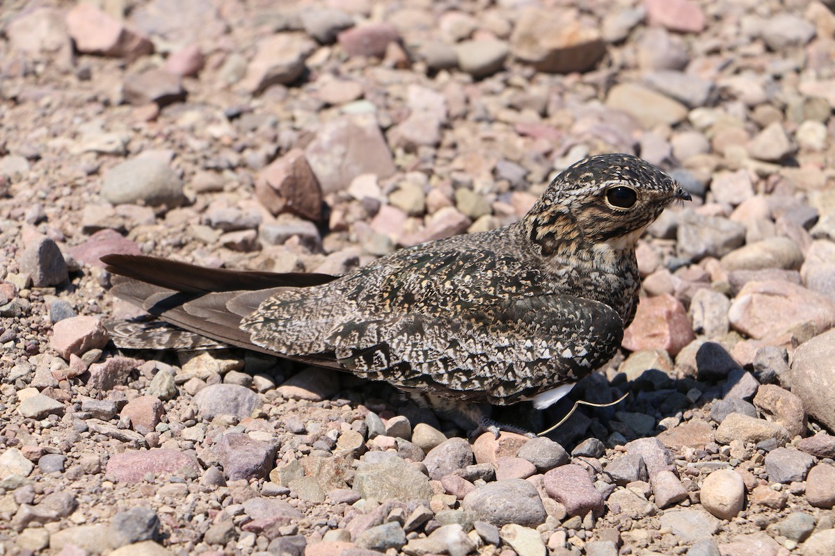 Common Nighthawk - ML638623776
