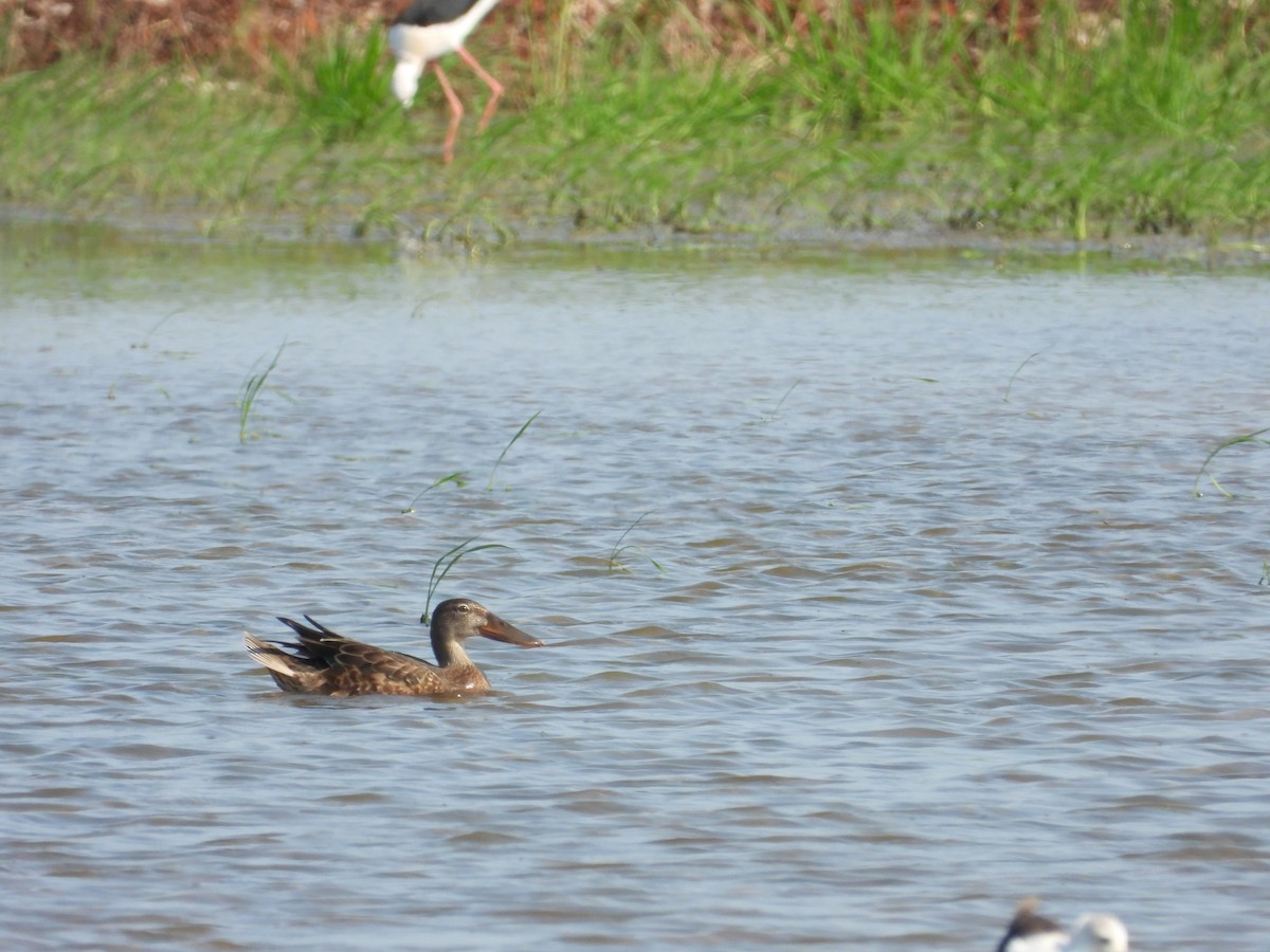 Northern Shoveler - ML638623784