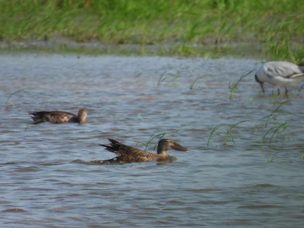 Northern Shoveler - ML638623785