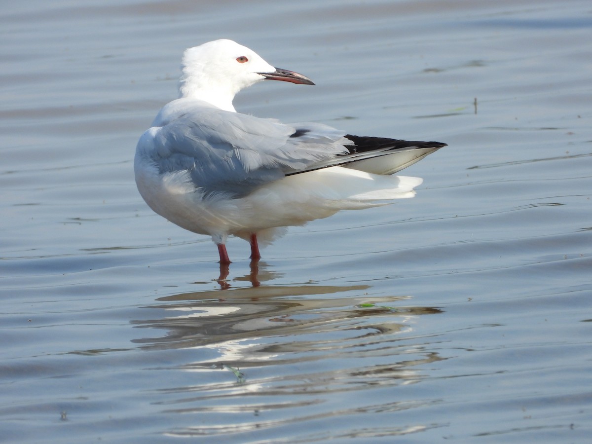 Slender-billed Gull - ML638623788