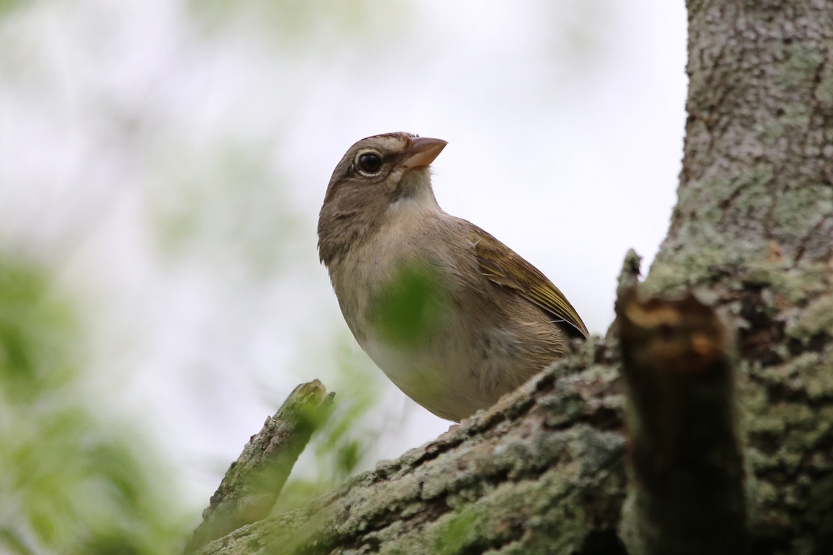 Olive Sparrow - ML638623851